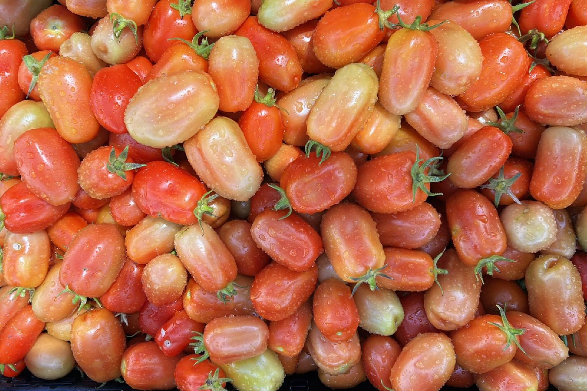 Growing tomatoes